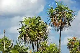 Coccothrinax argentata, de la tribu des Cryosophileae.