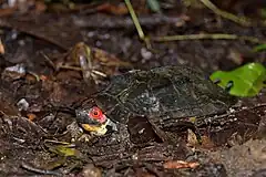 Description de l'image Cochin Forest Cane Turtle (Vijayachelys silvatica) by Sandeep Das.jpg.