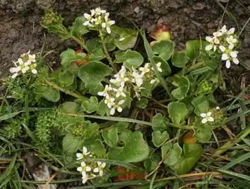 Vue générale de la plante.