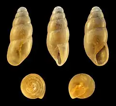 Cochlicopa lubricella (Cochlicopoidea).