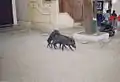 Cochons dans une rue d'Hospet