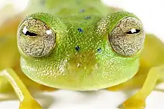 Description de l'image Cochran's glass frog (14793099217).jpg.