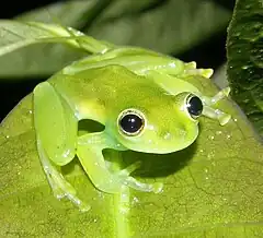 Description de l'image Cochranella spinosa.jpg.