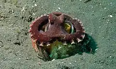 Description de l'image Coconut Octopus (Amphioctopus marginatus) (8468811738).jpg.