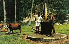 Moulin à huile utilisant la traction bovine.