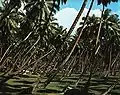 Plantation de cocotiers à La Digue.