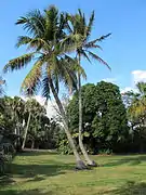 Vue d'un paysage de verdure, au centre deux cocotiers