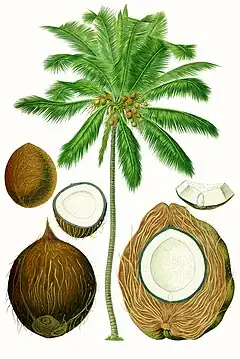 La noix de coco est un aliment courant de la gastronomie swahilie.