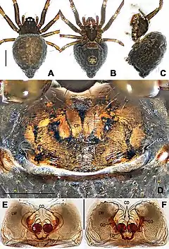 Description de l'image Coddingtonia erhuan (10.3897-zookeys.886.35492) Figure 4.jpg.