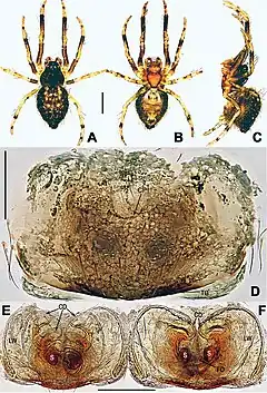 Description de l'image Coddingtonia euryopoides (10.3897-zookeys.886.35492) Figure 1.jpg.