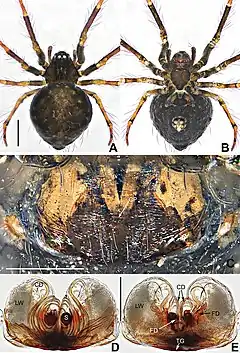 Description de l'image Coddingtonia lizu (10.3897-zookeys.886.35492) Figure 5.jpg.