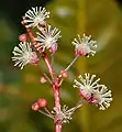 Fleurs mâles