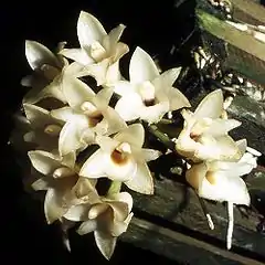Coeliopsidinae: Coeliopsis hyacinthosma