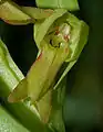 Détail d'une fleur.