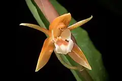 Description de l'image Coelogyne candoonensis (Philippines) Ames, Schedul. Orchid. 6- 18 (1923) (35690387273).jpg.