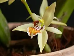 Description de l'image Coelogyne lentiginosa.jpg.