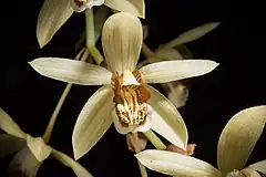 Description de l'image Coelogyne tomentosa Lindl., Fol. Orchid. 5 3 (1854) (43246670765).jpg.