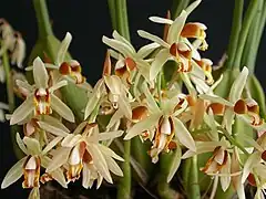 Description de l'image Coelogyne trinervis.jpg.