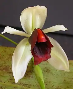 Description de l'image Coelogyne usitana221.JPG.