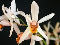 Description de l'image Coelogyne viscosa.jpg.