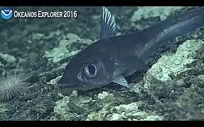 Coelorhinchus aratrum (ou C. doryssus)