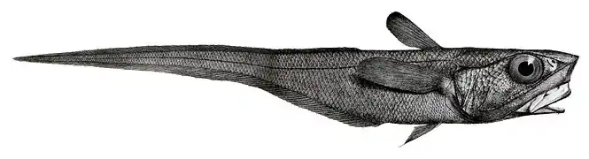 Coelorinchus macrochir