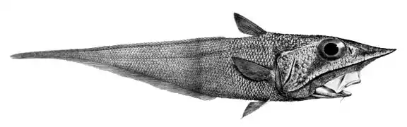 Coelorinchus parallelus