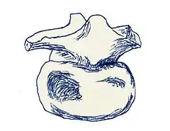 Description de l'image Coeluroides largus.jpg.