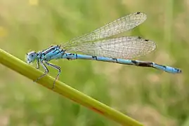 Photographie d’une libellule bleue sur un brin d’herbe.