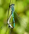 Coenagrion puella.