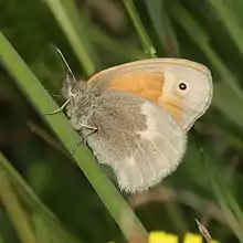 Fadet des tourbières