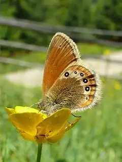 Description de l'image Coenonympha gardetta darwiniana 02 (HS).jpg.