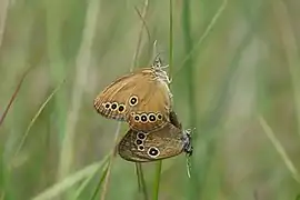 Accouplement de Fadets des laîches.