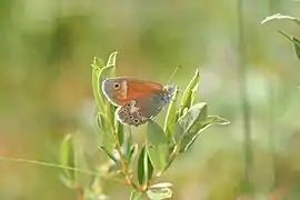 Fadet des tourbières.