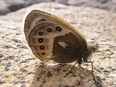 Description de l'image Coenonympha vaucheri 2332681.jpg.