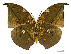 Coenophlebia archidona - MHNT