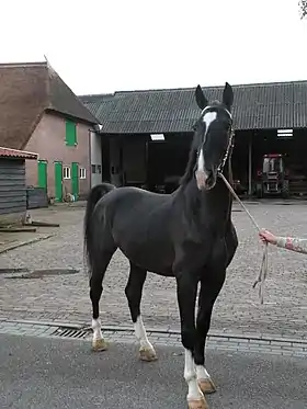 Coenraad, un Tuigpaard noir entraîné par Stal Huisman