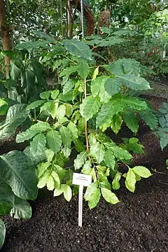 Description de l'image Coffea stenophylla-Jardin botanique de Berlin (1).jpg.