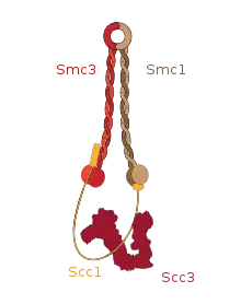 2 sous-unité constituées de longues hélices alpha, Smc1 et Smc3 ainsi que une sous-unité désorganisée Scc1 forment un anneau d'un diamètre de 35nm. Une quatrième sous-unité, Scc3 est positionnée près de Scc1.