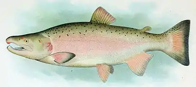 Saumon argenté (Oncorhynchus kisutch)
