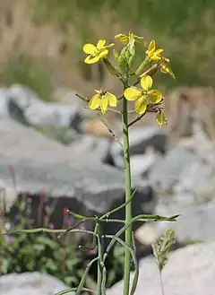 Description de l'image Coincya monensis inflorescence (1).jpg.