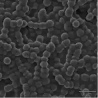 Description de l'image Colônia de streptococcus agalactiae.jpg.