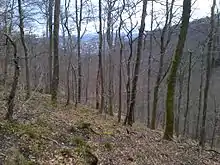 Vue d'un paysage boisé : une pente descend vers une vallée.