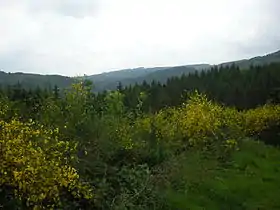 Genêt à balais, col de Saales.