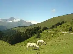 Plus bas le final de l'ascension du col d'Aspin, sur le versant ouest. Au fond le pic du Midi de Bigorre.