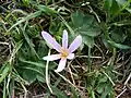 Colchicum alpinum dans le Val Ferret