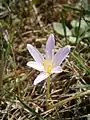 Colchicum alpinumdans un jardin de collection