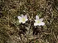 Colchicum alpinum à La Bérarde (Oisans)