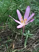 Colchicum arenarium