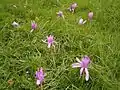 Colchicum autumnale 'Pleniflorum'